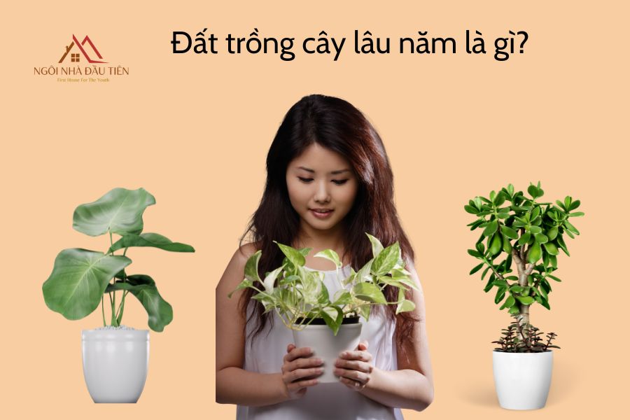 Đất trồng cây lâu năm là gì?