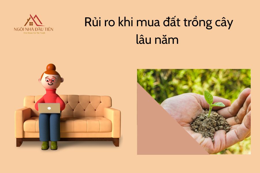 Rủi ro khi mua đất trồng cây lâu năm 