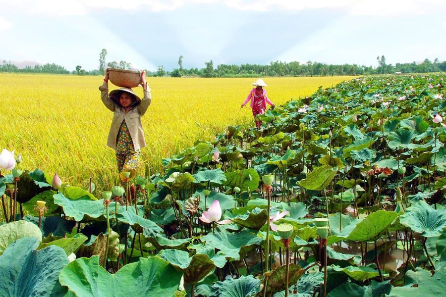 Đồng Tháp có nhiều địa điểm tham quan, du lịch